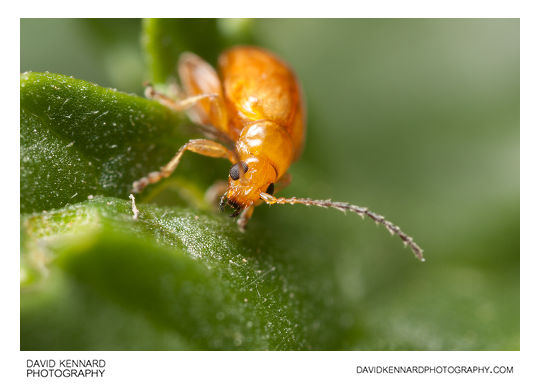 Tansy Ragwort Flea Beetle (Longitarsus jacobaeae)