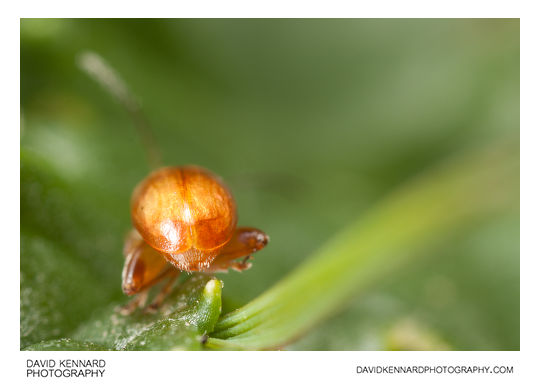 Tansy Ragwort Flea Beetle (Longitarsus jacobaeae)