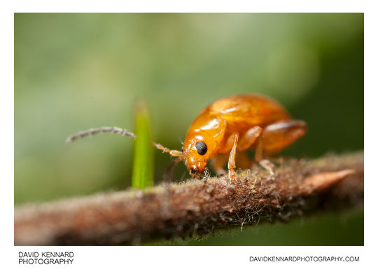 Tansy Ragwort Flea Beetle (Longitarsus jacobaeae)