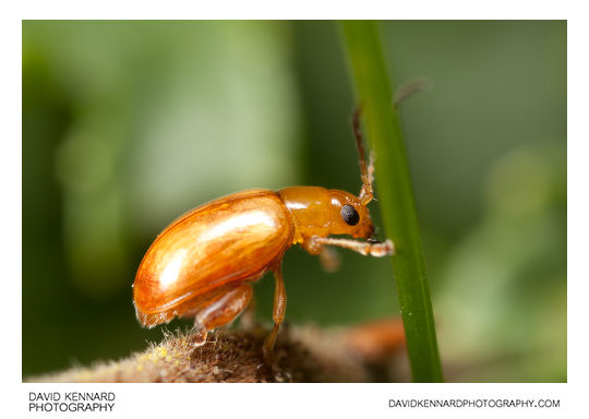 Tansy Ragwort Flea Beetle (Longitarsus jacobaeae)