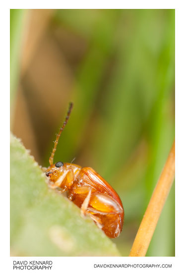 Tansy Ragwort Flea Beetle (Longitarsus jacobaeae)