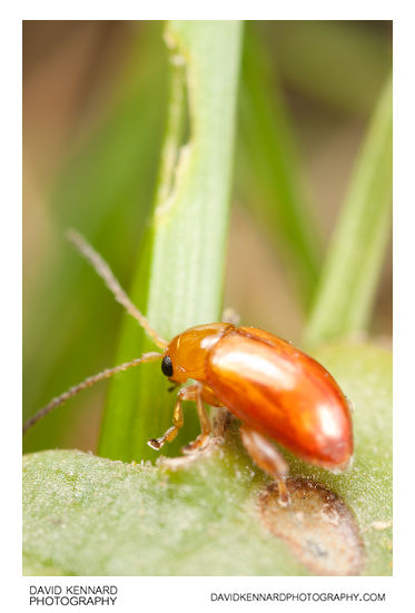 Tansy Ragwort Flea Beetle (Longitarsus jacobaeae)