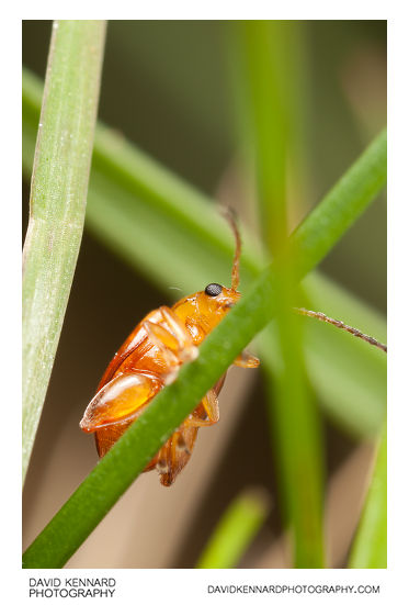 Tansy Ragwort Flea Beetle (Longitarsus jacobaeae)