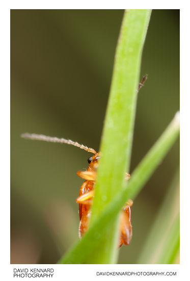 Tansy Ragwort Flea Beetle (Longitarsus jacobaeae)