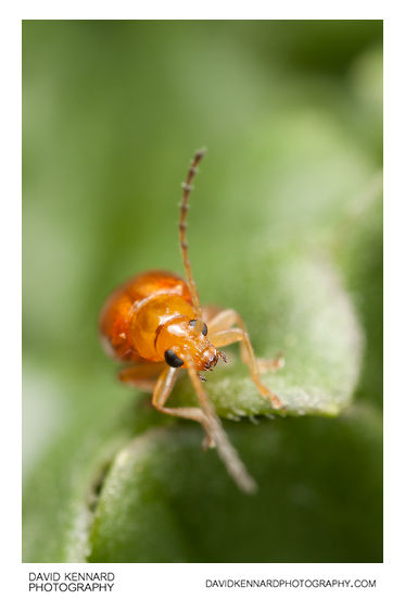 Tansy Ragwort Flea Beetle (Longitarsus jacobaeae)