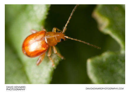 Tansy Ragwort Flea Beetle (Longitarsus jacobaeae)