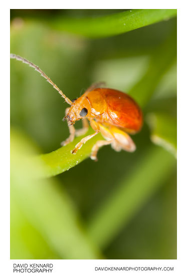 Tansy Ragwort Flea Beetle (Longitarsus jacobaeae)