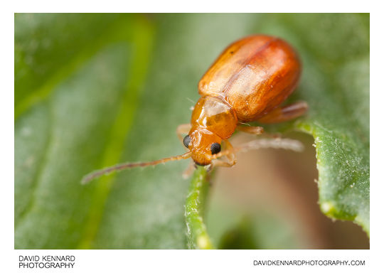 Tansy Ragwort Flea Beetle (Longitarsus jacobaeae)