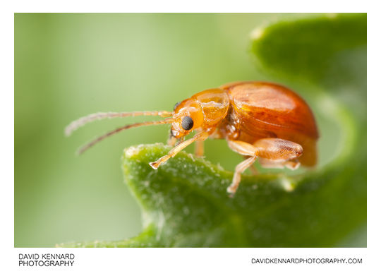 Tansy Ragwort Flea Beetle (Longitarsus jacobaeae)