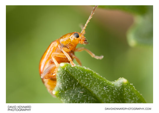 Tansy Ragwort Flea Beetle (Longitarsus jacobaeae)