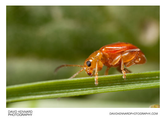 Tansy Ragwort Flea Beetle (Longitarsus jacobaeae)