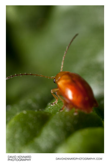 Tansy Ragwort Flea Beetle (Longitarsus jacobaeae)