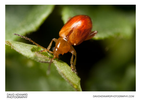 Tansy Ragwort Flea Beetle (Longitarsus jacobaeae)