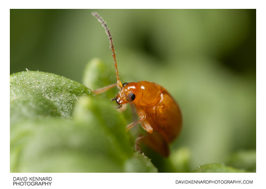 Tansy Ragwort Flea Beetle (Longitarsus jacobaeae)