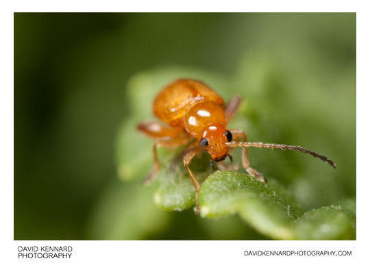 Tansy Ragwort Flea Beetle (Longitarsus jacobaeae)