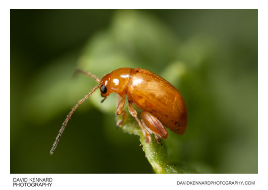 Tansy Ragwort Flea Beetle (Longitarsus jacobaeae)