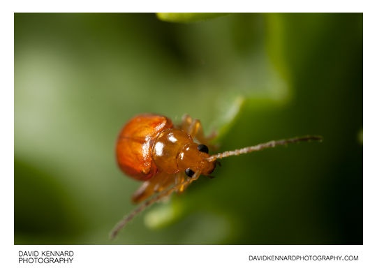 Tansy Ragwort Flea Beetle (Longitarsus jacobaeae)