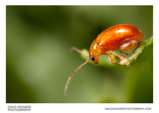 Tansy Ragwort Flea Beetle (Longitarsus jacobaeae)