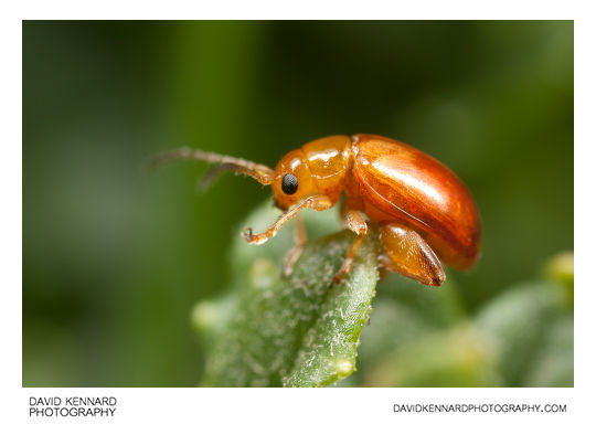 Tansy Ragwort Flea Beetle (Longitarsus jacobaeae)