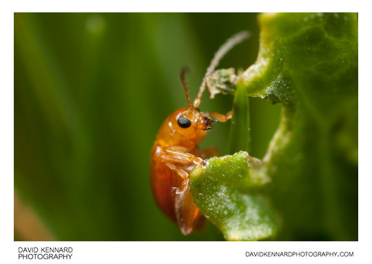 Tansy Ragwort Flea Beetle (Longitarsus jacobaeae)