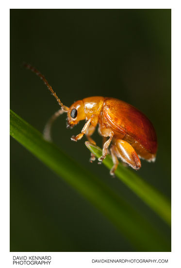 Tansy Ragwort Flea Beetle (Longitarsus jacobaeae)