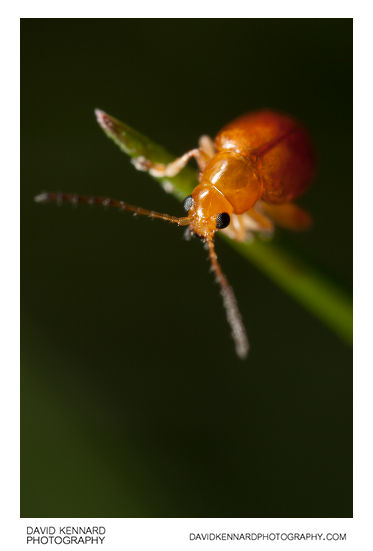 Tansy Ragwort Flea Beetle (Longitarsus jacobaeae)