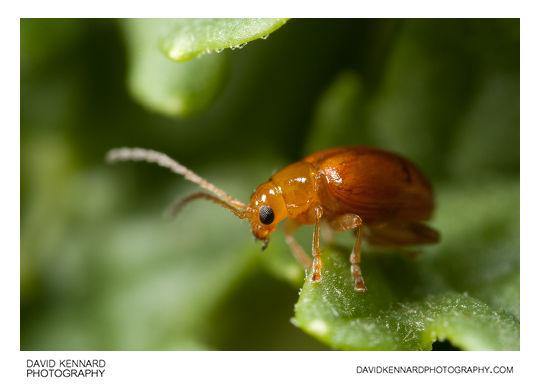 Tansy Ragwort Flea Beetle (Longitarsus jacobaeae)