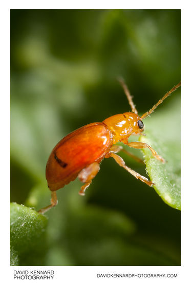 Tansy Ragwort Flea Beetle (Longitarsus jacobaeae)