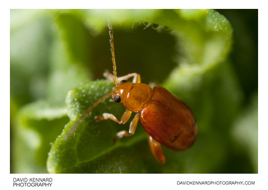Tansy Ragwort Flea Beetle (Longitarsus jacobaeae)