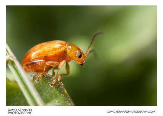 Tansy Ragwort Flea Beetle (Longitarsus jacobaeae)