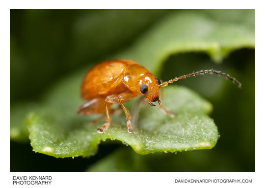 Tansy Ragwort Flea Beetle (Longitarsus jacobaeae)