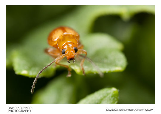 Tansy Ragwort Flea Beetle (Longitarsus jacobaeae)