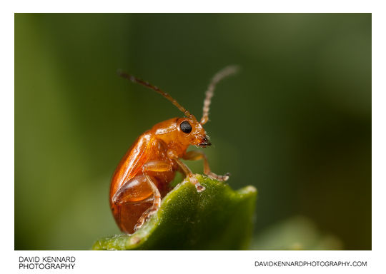 Tansy Ragwort Flea Beetle (Longitarsus jacobaeae)