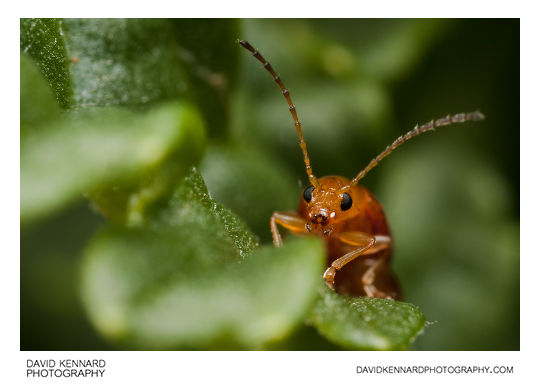 Tansy Ragwort Flea Beetle (Longitarsus jacobaeae)