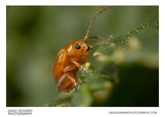 Tansy Ragwort Flea Beetle (Longitarsus jacobaeae)