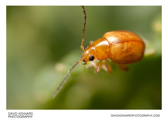 Tansy Ragwort Flea Beetle (Longitarsus jacobaeae)
