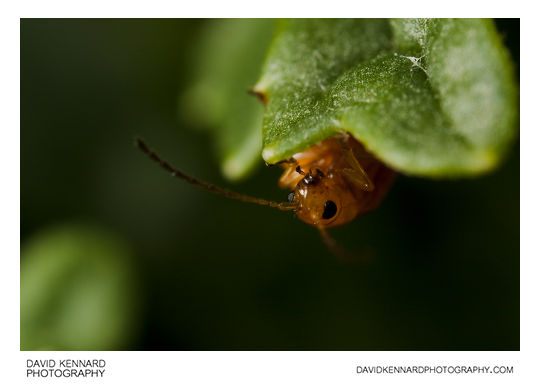 Tansy Ragwort Flea Beetle (Longitarsus jacobaeae)