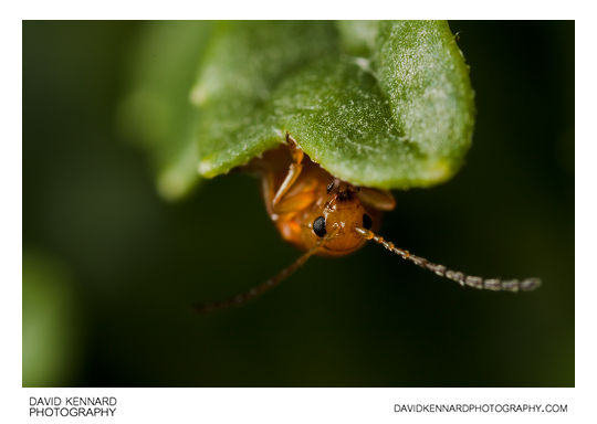 Tansy Ragwort Flea Beetle (Longitarsus jacobaeae)