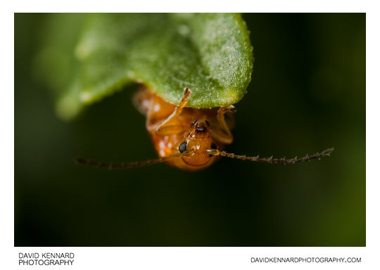 Tansy Ragwort Flea Beetle (Longitarsus jacobaeae)