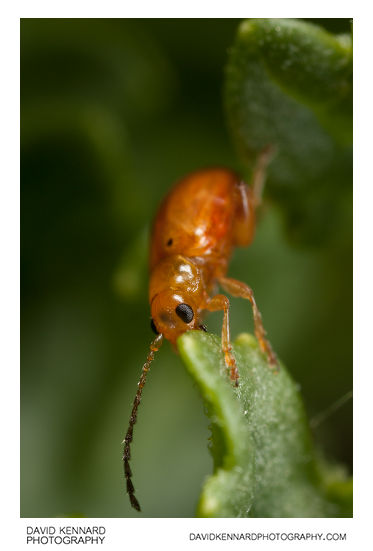 Tansy Ragwort Flea Beetle (Longitarsus jacobaeae)