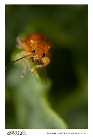 Tansy Ragwort Flea Beetle (Longitarsus jacobaeae)