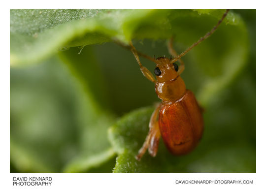 Tansy Ragwort Flea Beetle (Longitarsus jacobaeae)