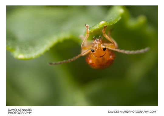 Tansy Ragwort Flea Beetle (Longitarsus jacobaeae)