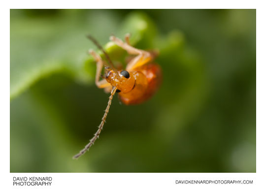 Tansy Ragwort Flea Beetle (Longitarsus jacobaeae)
