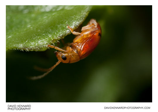 Tansy Ragwort Flea Beetle (Longitarsus jacobaeae)