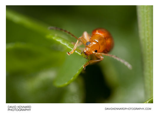 Tansy Ragwort Flea Beetle (Longitarsus jacobaeae)