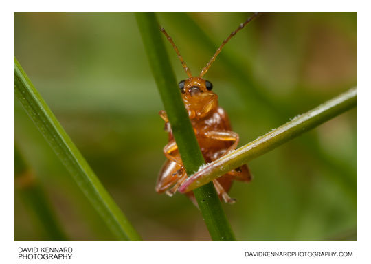 Tansy Ragwort Flea Beetle (Longitarsus jacobaeae)