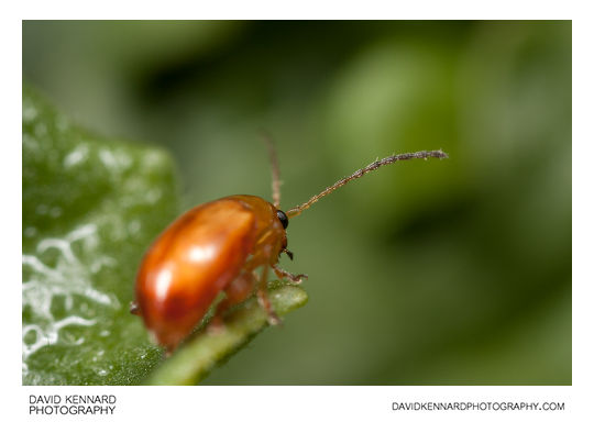 Tansy Ragwort Flea Beetle (Longitarsus jacobaeae)
