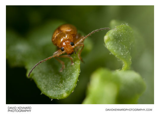 Tansy Ragwort Flea Beetle (Longitarsus jacobaeae)