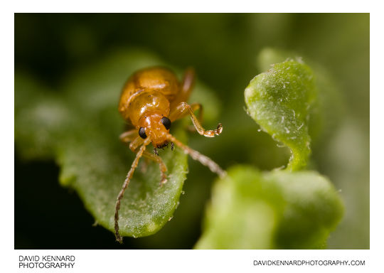 Tansy Ragwort Flea Beetle (Longitarsus jacobaeae)